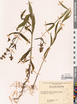 MAG 0018313