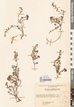 MAG 0018315