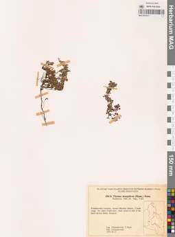MAG 0018317