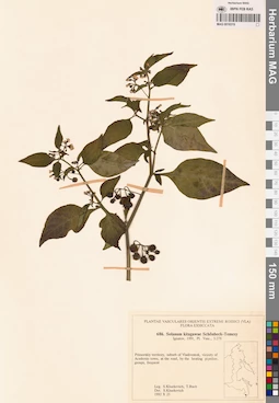 MAG 0018319