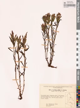MAG 0018321