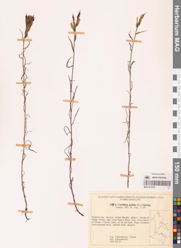 MAG 0018325
