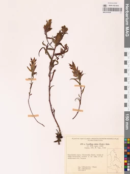 MAG 0018326