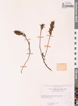 MAG 0018327