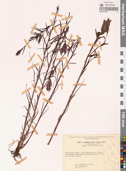 MAG 0018328