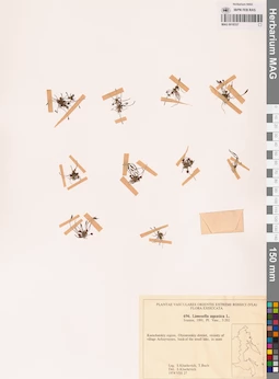 MAG 0018337