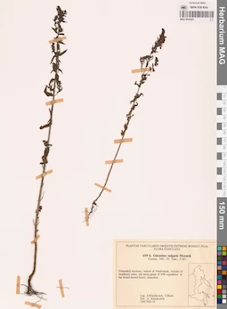 MAG 0018341