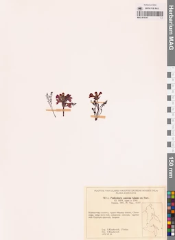 MAG 0018347