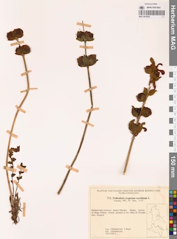 MAG 0018352