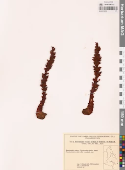 MAG 0018353