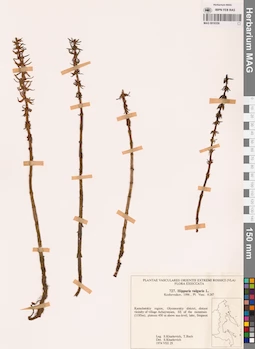 MAG 0018359