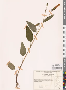 MAG 0018363