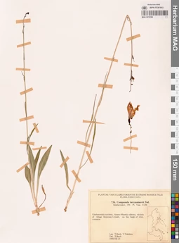 MAG 0018364