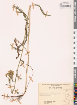 MAG 0018371