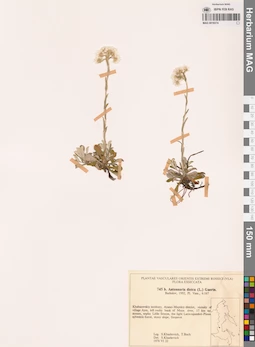MAG 0018374