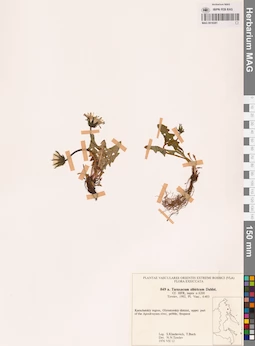 MAG 0018381