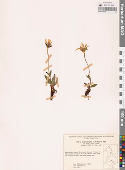 MAG 0018382