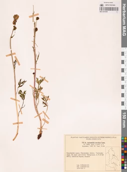 MAG 0018384