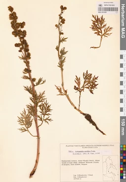 MAG 0018385