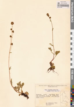 MAG 0018386