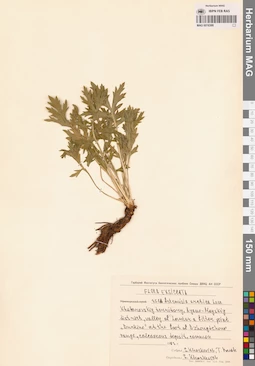MAG 0018388