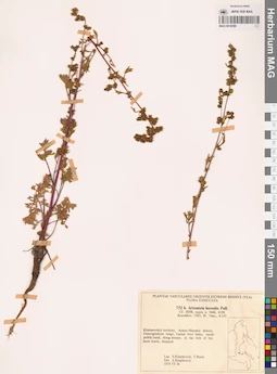 MAG 0018389
