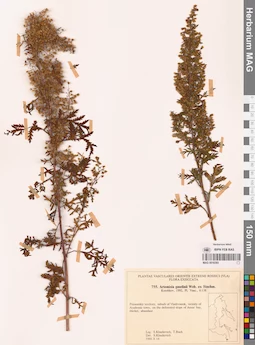 MAG 0018393