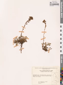 MAG 0018394