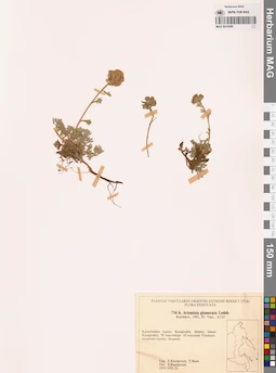 MAG 0018396