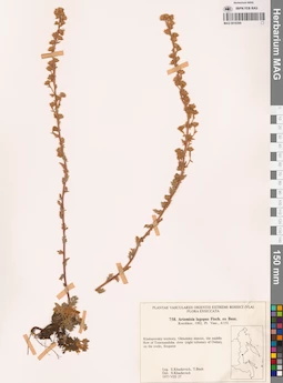 MAG 0018399