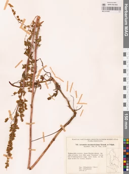 MAG 0018401
