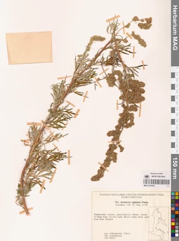 MAG 0018402