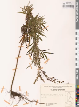 MAG 0018403