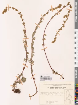 MAG 0018404