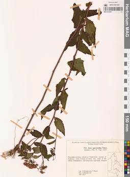 MAG 0018407