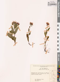 MAG 0018410