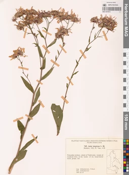 MAG 0018412