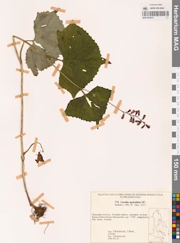 MAG 0018413