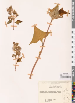MAG 0018414