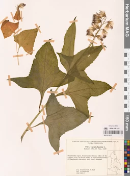 MAG 0018415