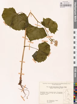 MAG 0018416