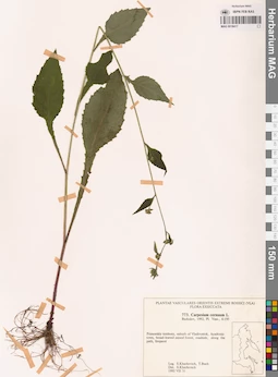 MAG 0018417