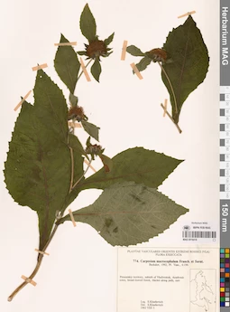 MAG 0018418