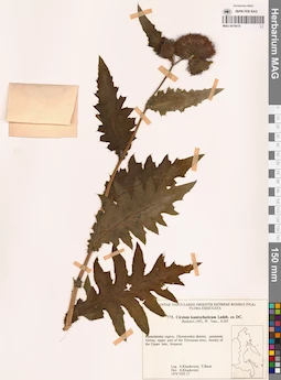 MAG 0018419