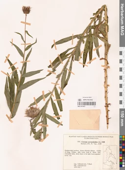 MAG 0018421