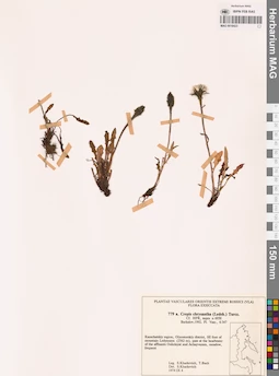 MAG 0018423