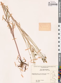MAG 0018424