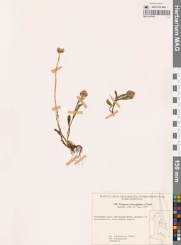 MAG 0018428
