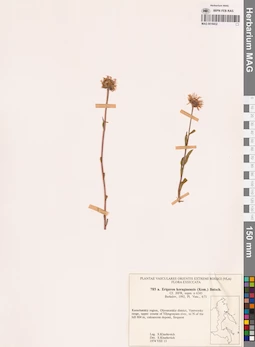 MAG 0018432