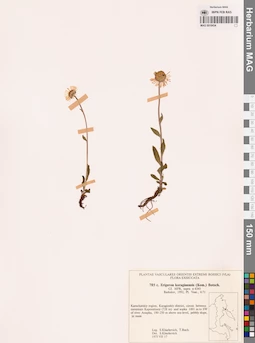 MAG 0018434